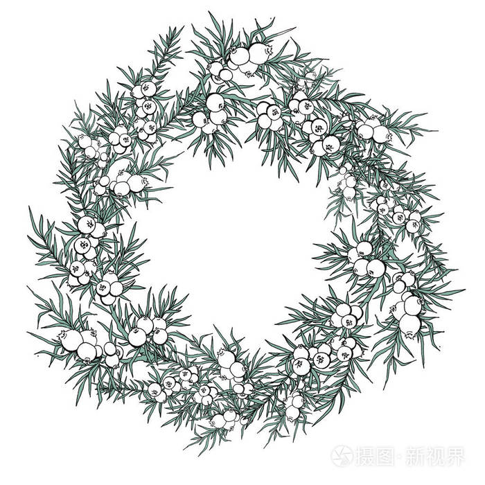 杜松.浆果和树枝.花环与植物.常绿.与杜松子酒花圈.