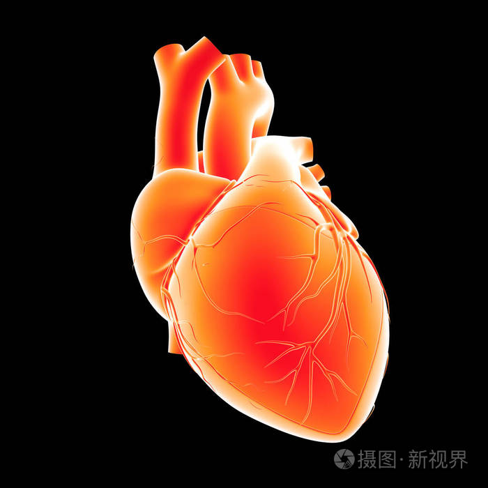 人类的心脏视图