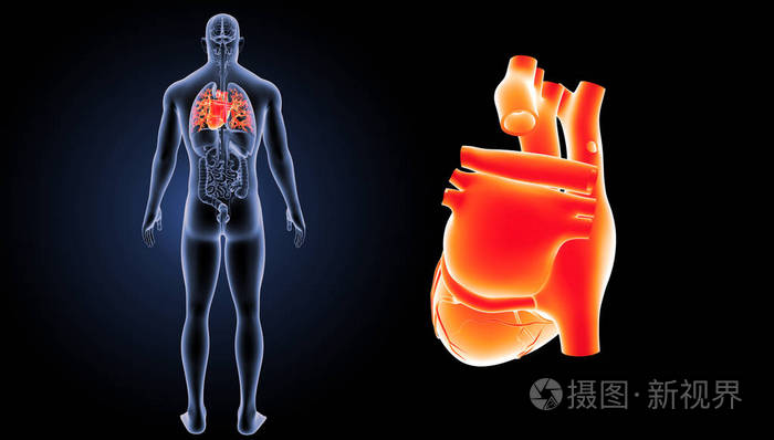 人类的心脏视图