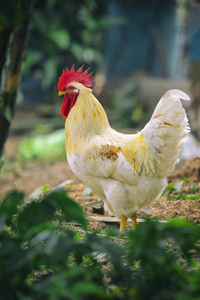 一只鸡在自然背景的图像。农场里的动物
