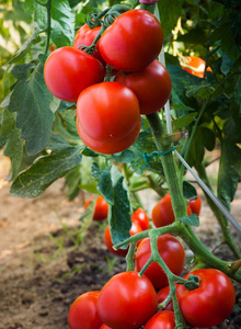 成熟的西红柿，在花园里准备好收获