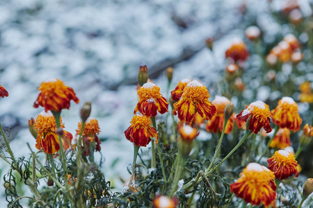 降水形式的雨夹雪。第一场雪覆盖着明亮的秋花。他们冻结和枯萎从寒冷