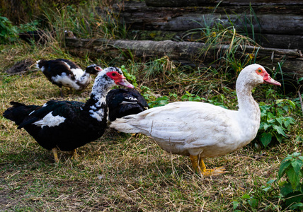 麝香鸭家庭黑和白色照片