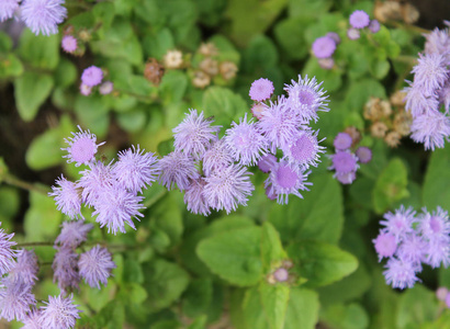 洋甘菊在一个被隔绝的绿色背景照片