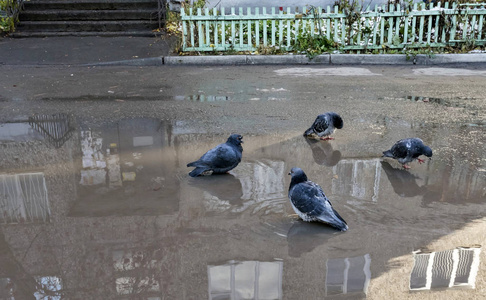鸽子在水坑里洗澡图片