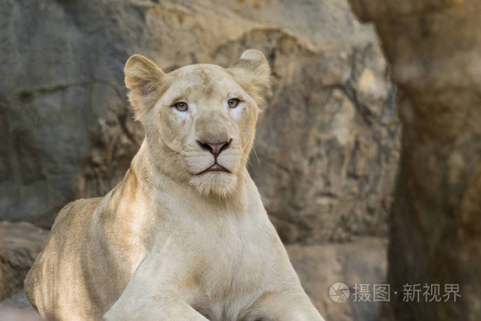 一只母狮子在自然背景的图像.野生动物
