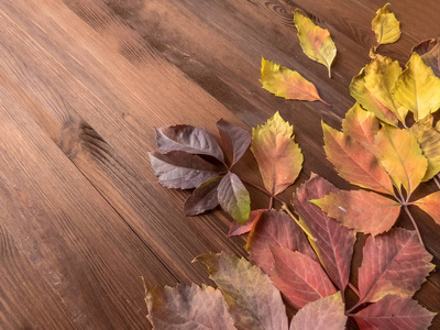 明亮的红色和五颜六色的野生葡萄叶子上的木制背景。秋天的季节。野生葡萄叶子的背景纹理。秋季背景顶部视图