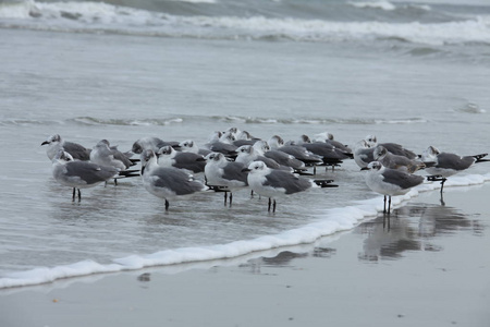 佛罗里达大西洋沿岸的海鸥
