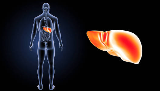 人类肝脏视图