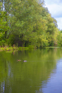 绿色池塘与鸭子