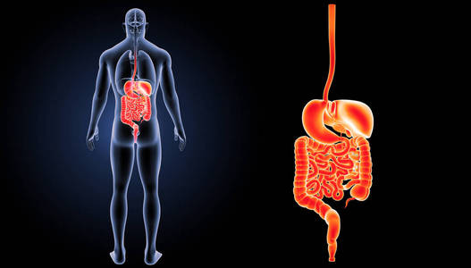 人体消化系统照片