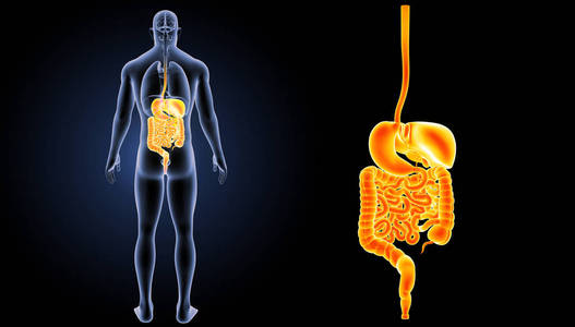 人体消化系统