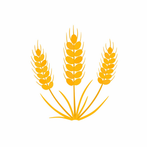 小麦矢量图标。小麦的花束。例证在白色被隔绝的背景