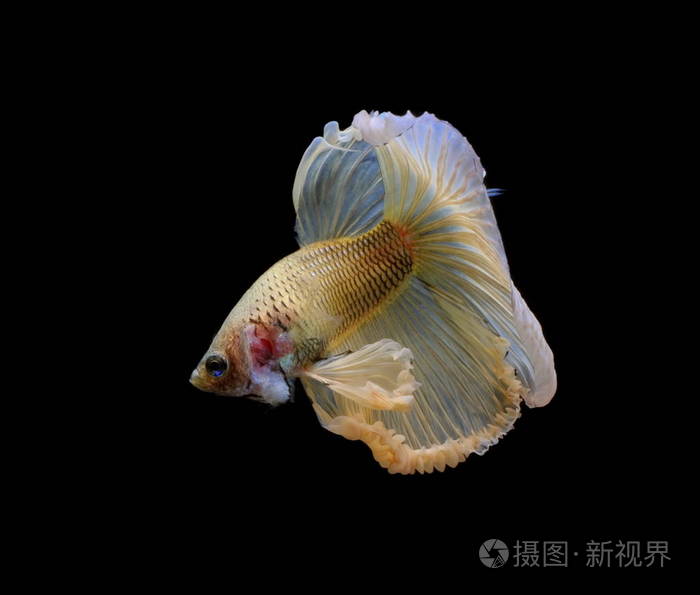 暹罗斗鱼, yellew 鱼, 黑色背景 betta 芨芨草, betta 鱼, 半月湾