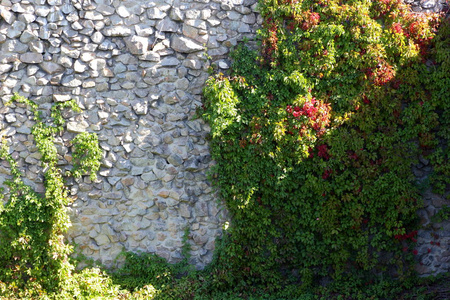 在墙上的野葡萄。绿色缠绕的藤本植物覆盖高墙。绿叶击剑
