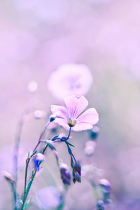 亚麻的花朵，