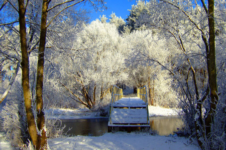 美丽的冬季景观与森林和树木。冬天的早晨, 一个新的一天与大量的雪