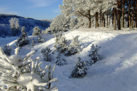 美丽的冬季景观与森林和树木。冬天的早晨, 一个新的一天与大量的雪