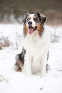 令人惊异的澳大利亚牧羊犬在冬天