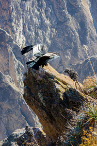 在 colca 峡谷坐，秘鲁，南美洲的秃鹰。这是地球上最大飞的鸟秃鹰