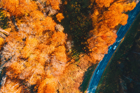 孤独的道路穿过橙色的秋林。金秋之路