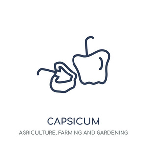 辣椒图标。辣椒线性符号设计从农业, 农业和园艺收藏。简单的大纲元素向量例证在白色背景