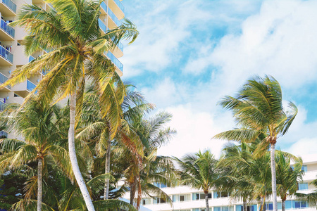 佛罗里达州迈阿密南滩阳光明媚天气的棕榈树