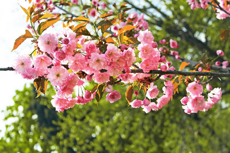 樱花花或樱花盛开在花园里