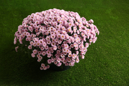 美丽的粉红色菊花在人造草皮上