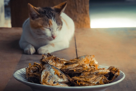 睡觉的猫手表深炸鱼头。选择性地聚焦在鱼头上