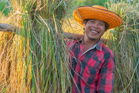 收获后, 快乐的农民在稻田里肩并肩地背着大米