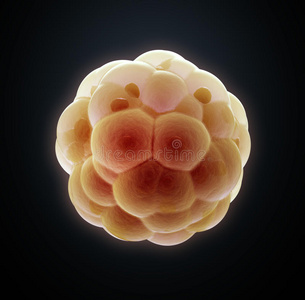 胚胎分裂