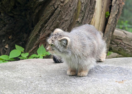 帕拉斯的猫