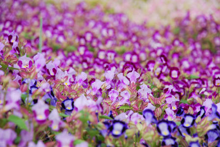 紫色小花盛开密花坛图片