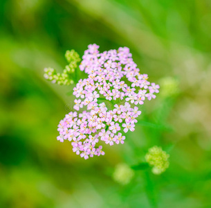 乳香草药，雅罗achillea millefolium