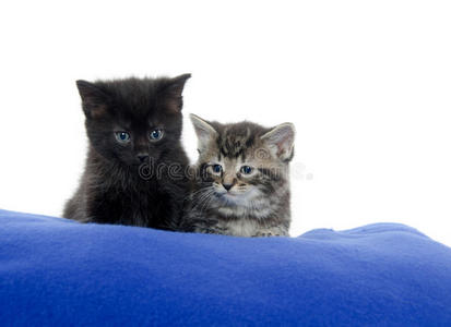 蓝色毯子上的两只小猫