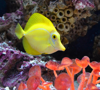 海洋水族馆鱼狐