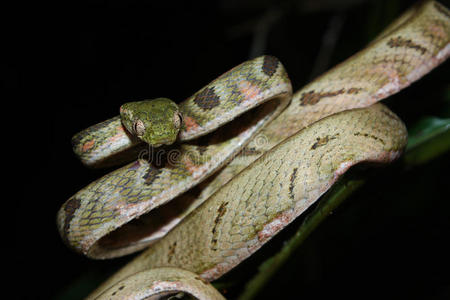 猫盆白斑猫蛇照片