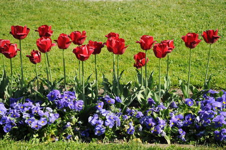 红色郁金香和蓝色报春花