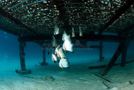 学校 珊瑚 动物 蝙蝠鱼 海洋 暗礁 海的 水肺 海底 潜水