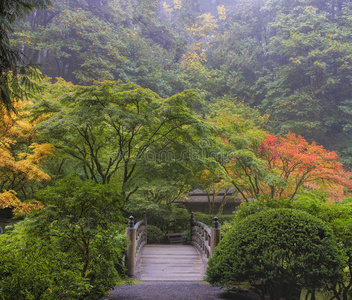 日本花园里雾蒙蒙的早晨