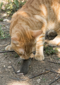 花园里的猫和老鼠