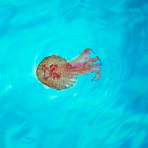 海滩 活着的 夜光藻 地中海 生物 危险的 动物 自然 荧光