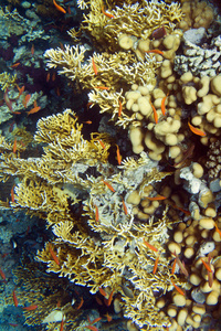 火珊瑚