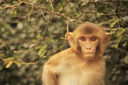 新德里年轻恒河猴画像图片