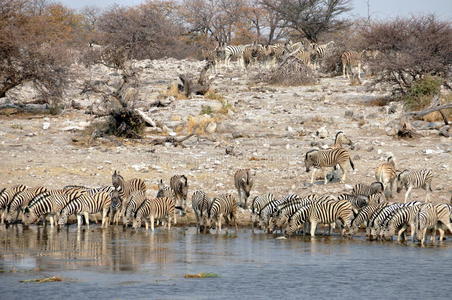 国家的 饮酒 兽群 野生动物 斑马 动物 纳米比亚 埃托沙