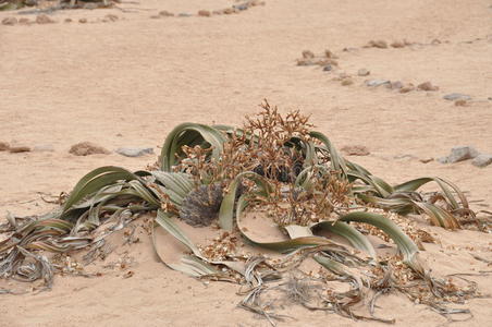 野生植物活化石纳米比亚甜点图片