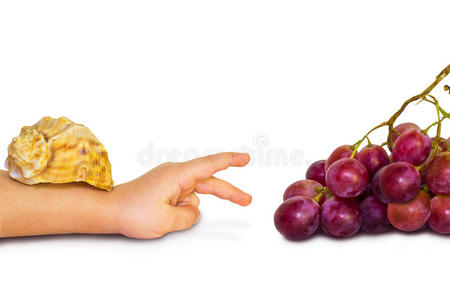 蜗牛和葡萄
