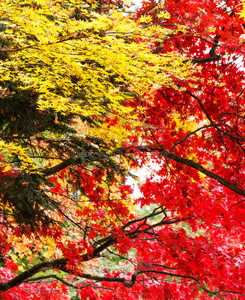 红黄枫树
