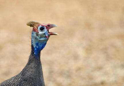 细珍珠鸡头小母鸡正在对着镜头公鸡头关闭的鸡头滑稽表演孤立的白色
